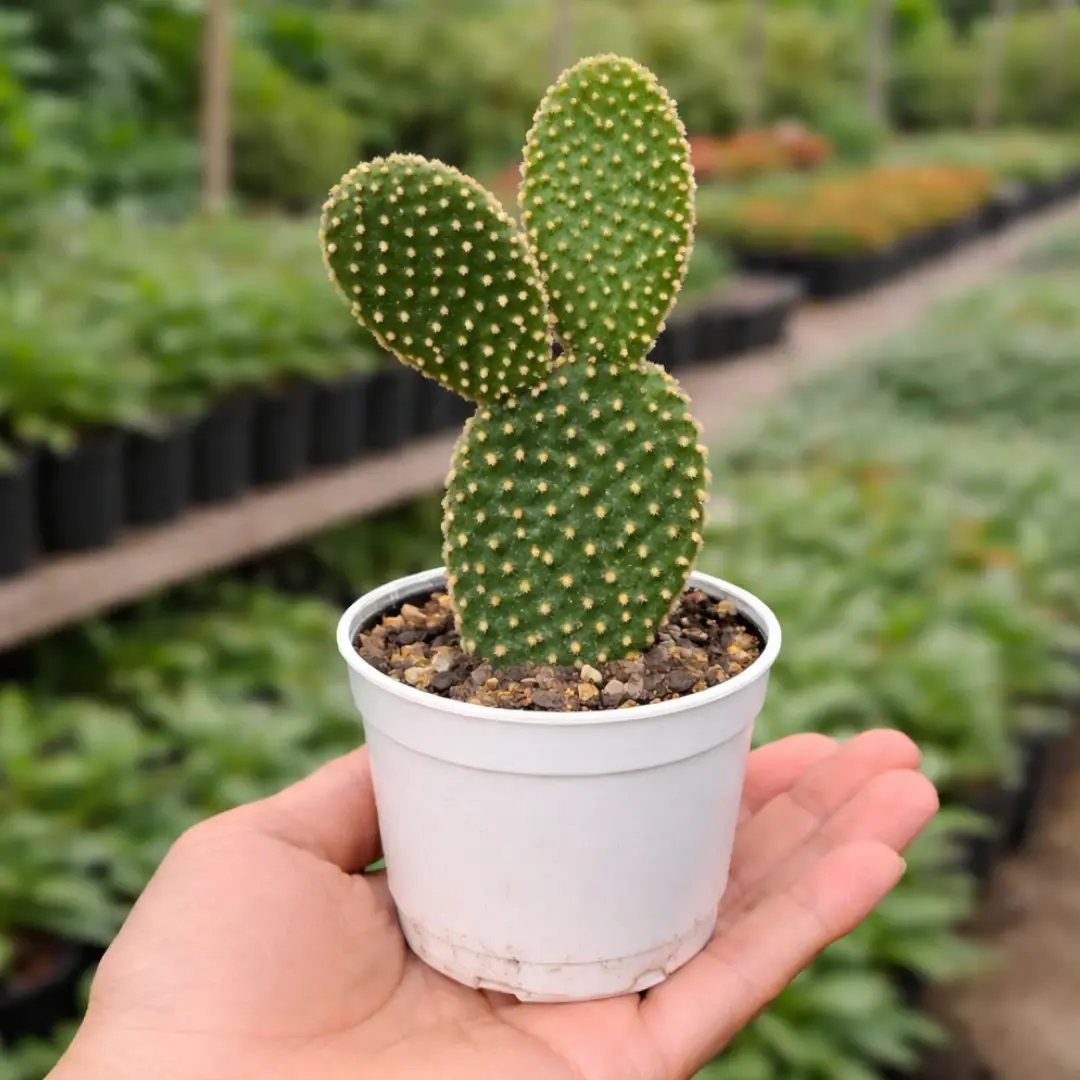 Bunny ear cactus