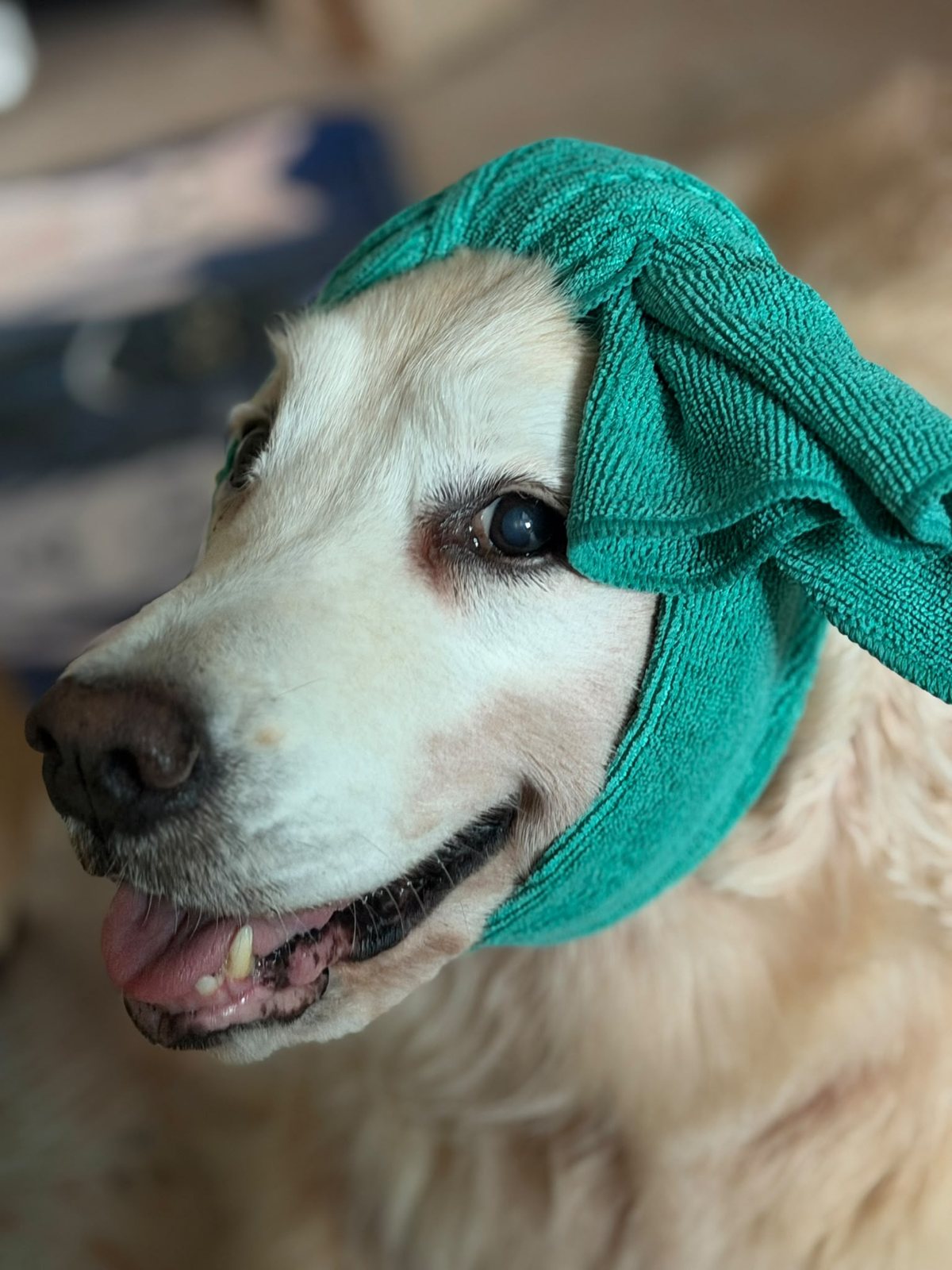 Cream-colored dog
